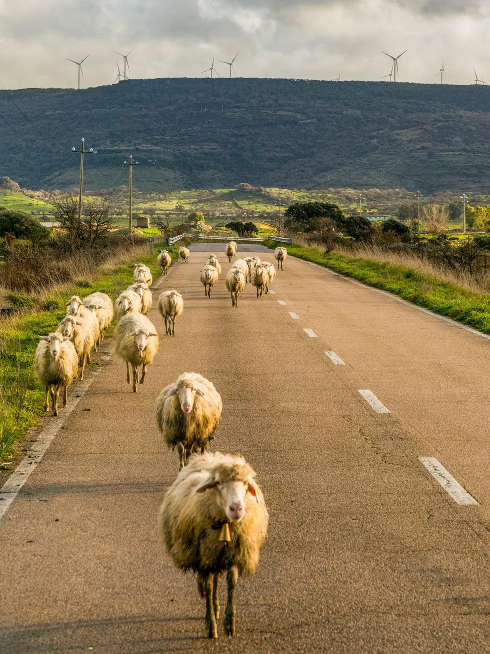 Sheep walking on a road in the foreground and a mountain ridge topped with wind turbines in the background