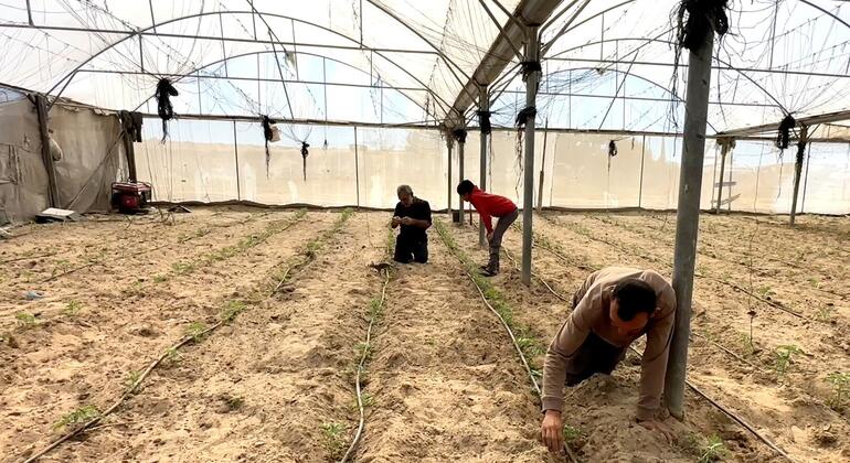 Gaza farmers battle to rebuild as WFP warns of West Bank settler violence