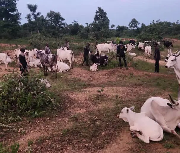 Kogi recovers 1,000 rustled livestock from late Battijo, other bandits