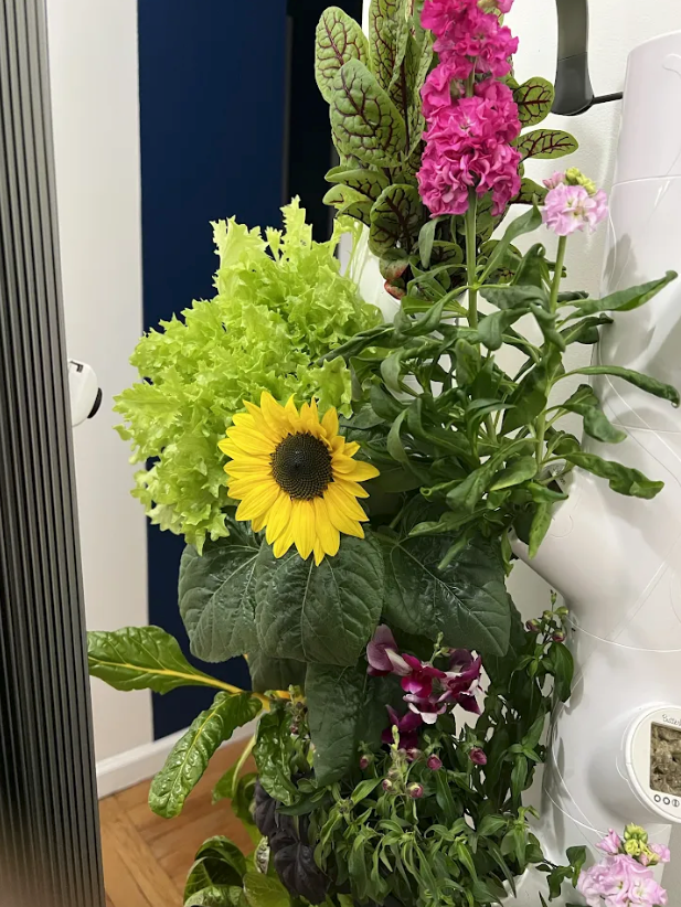 Gardyn Studio with plants and flowers