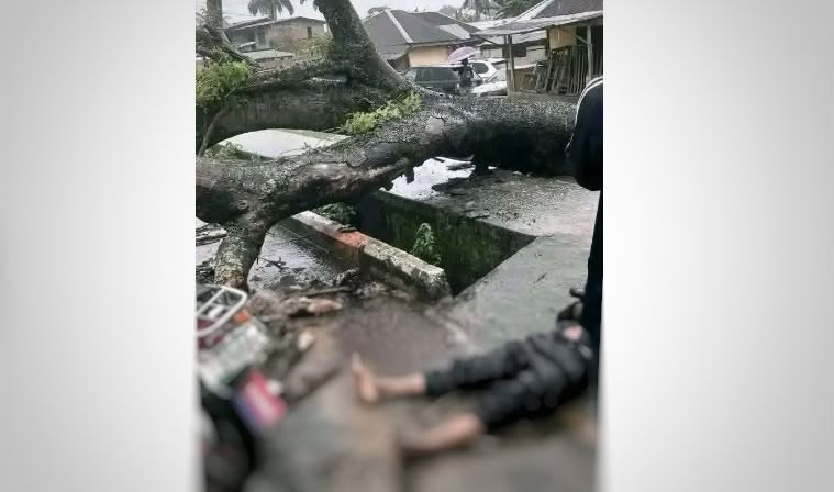 Falling tree kills motorcyclist in Uyo, raising questions over government’s management of aged trees