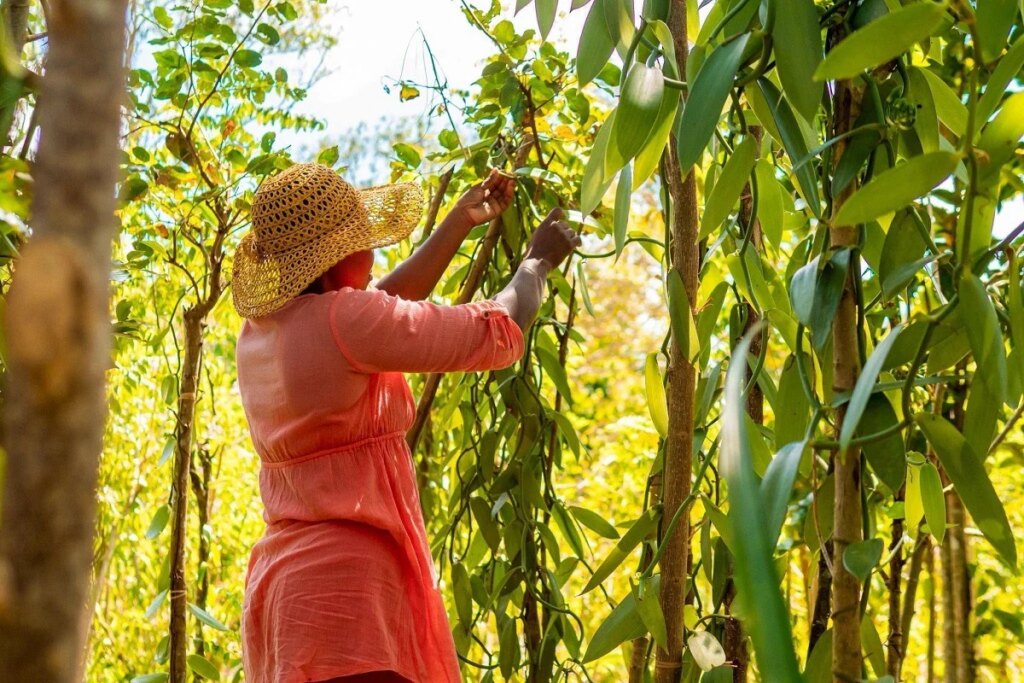 How Temu Helped a Madagascan Vanilla Family Business Sell Direct to Consumers Across Europe