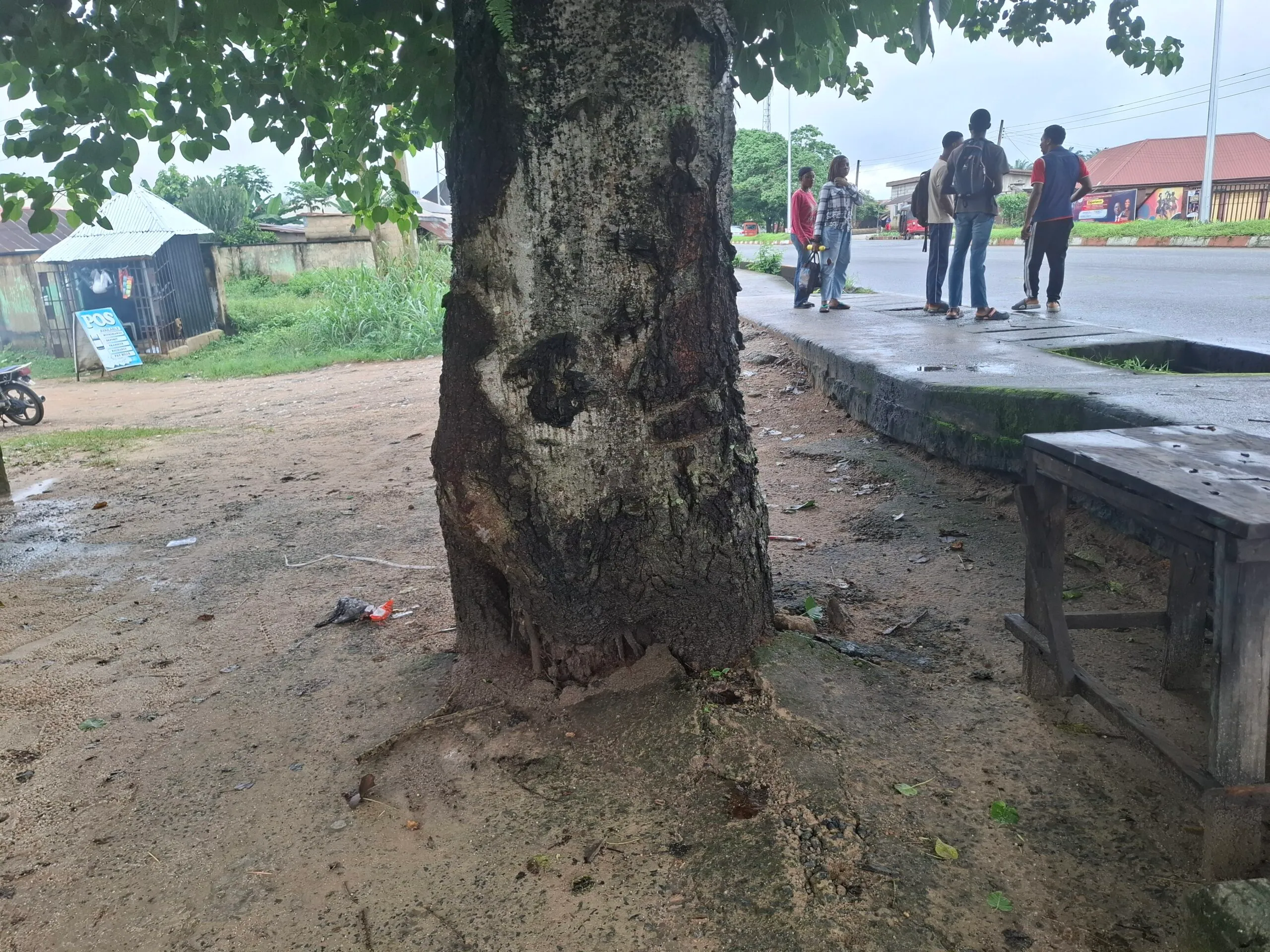 Nearby tree showing signs of ageing and early stage of decay