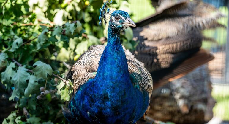 Peacock party takes pride of place in nod to decades of turbulent history