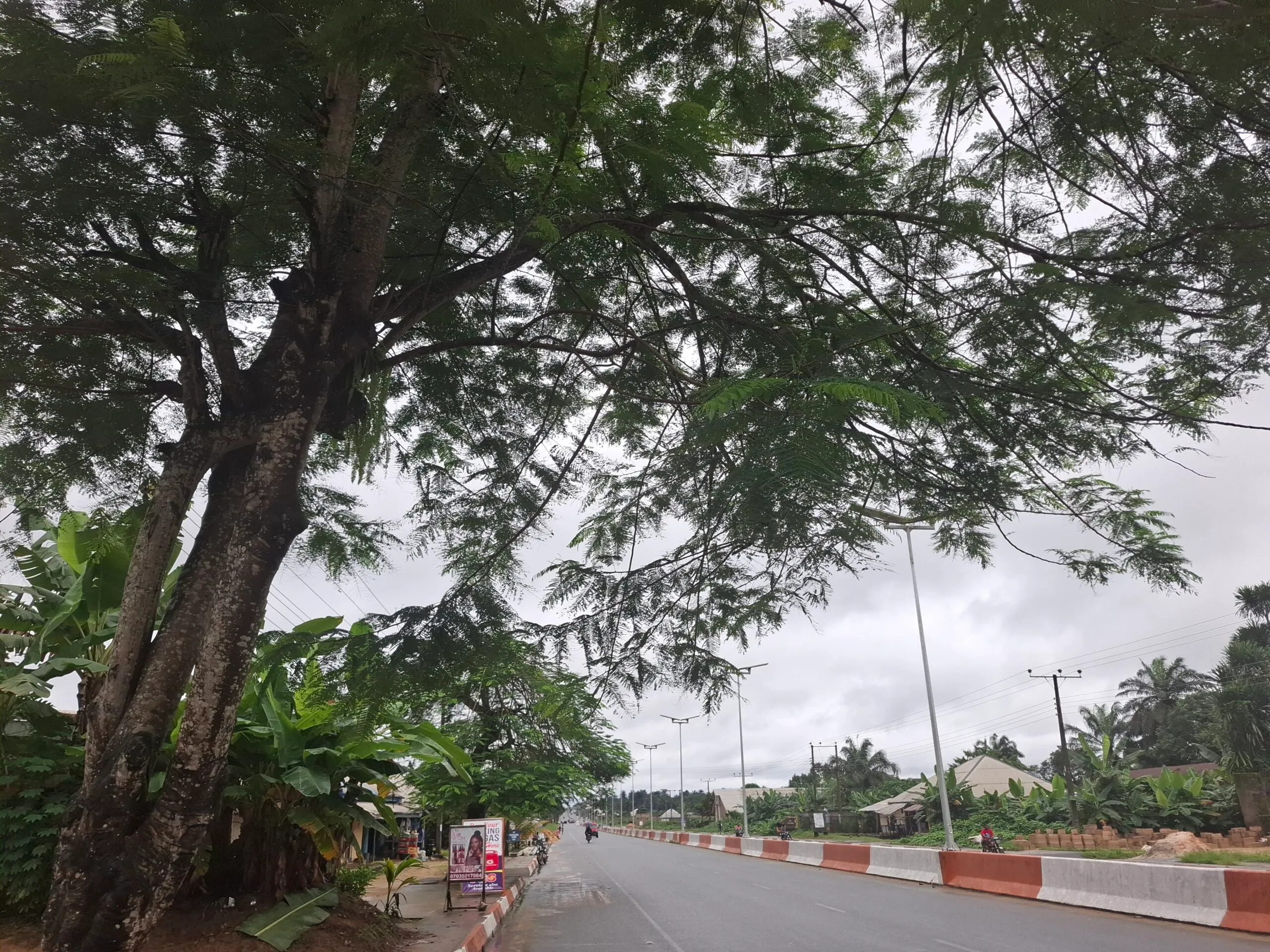 Similar aged trees along Aka-Nung Udoe road