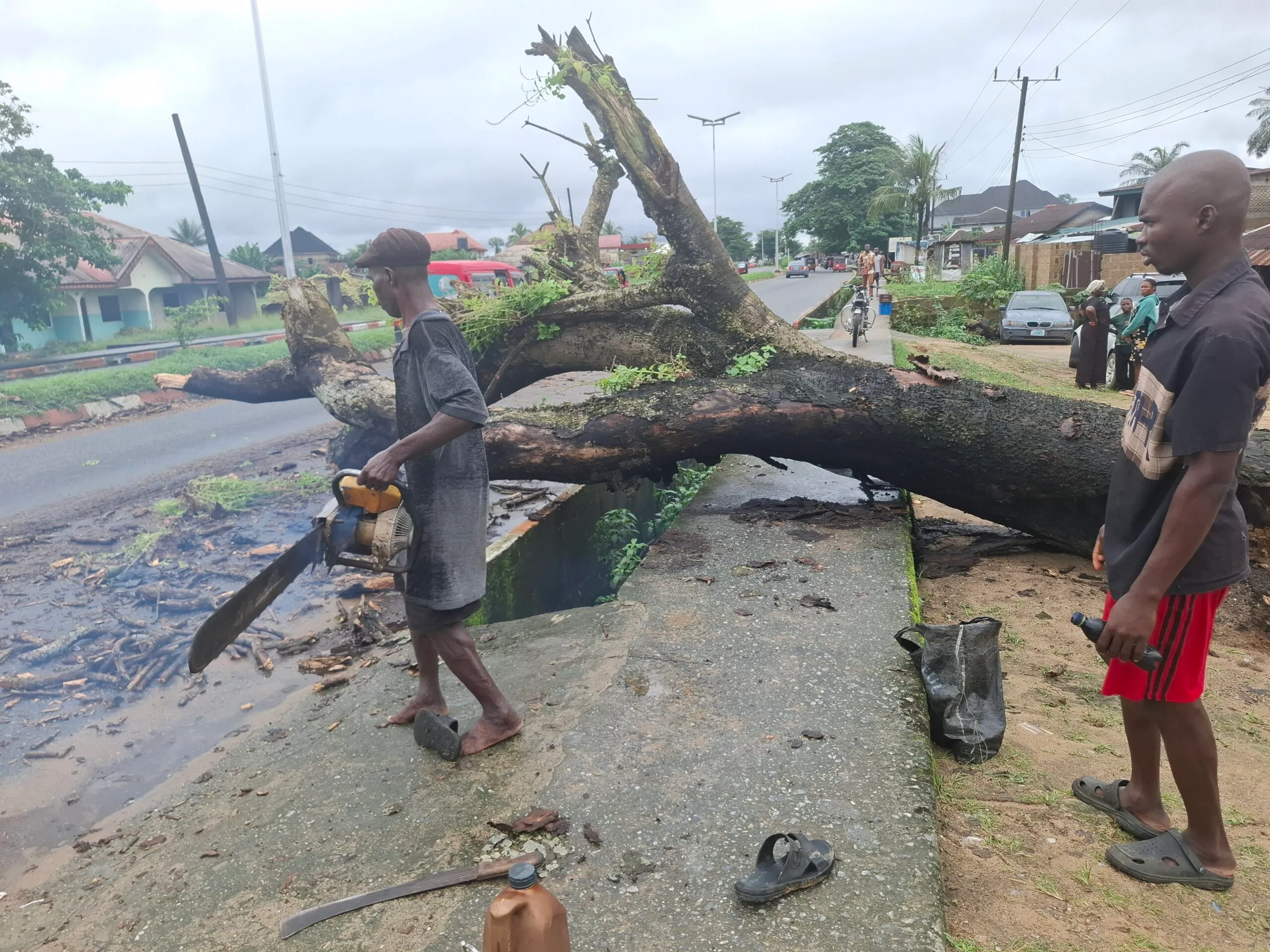 Two men cutting the fallen tree off the road