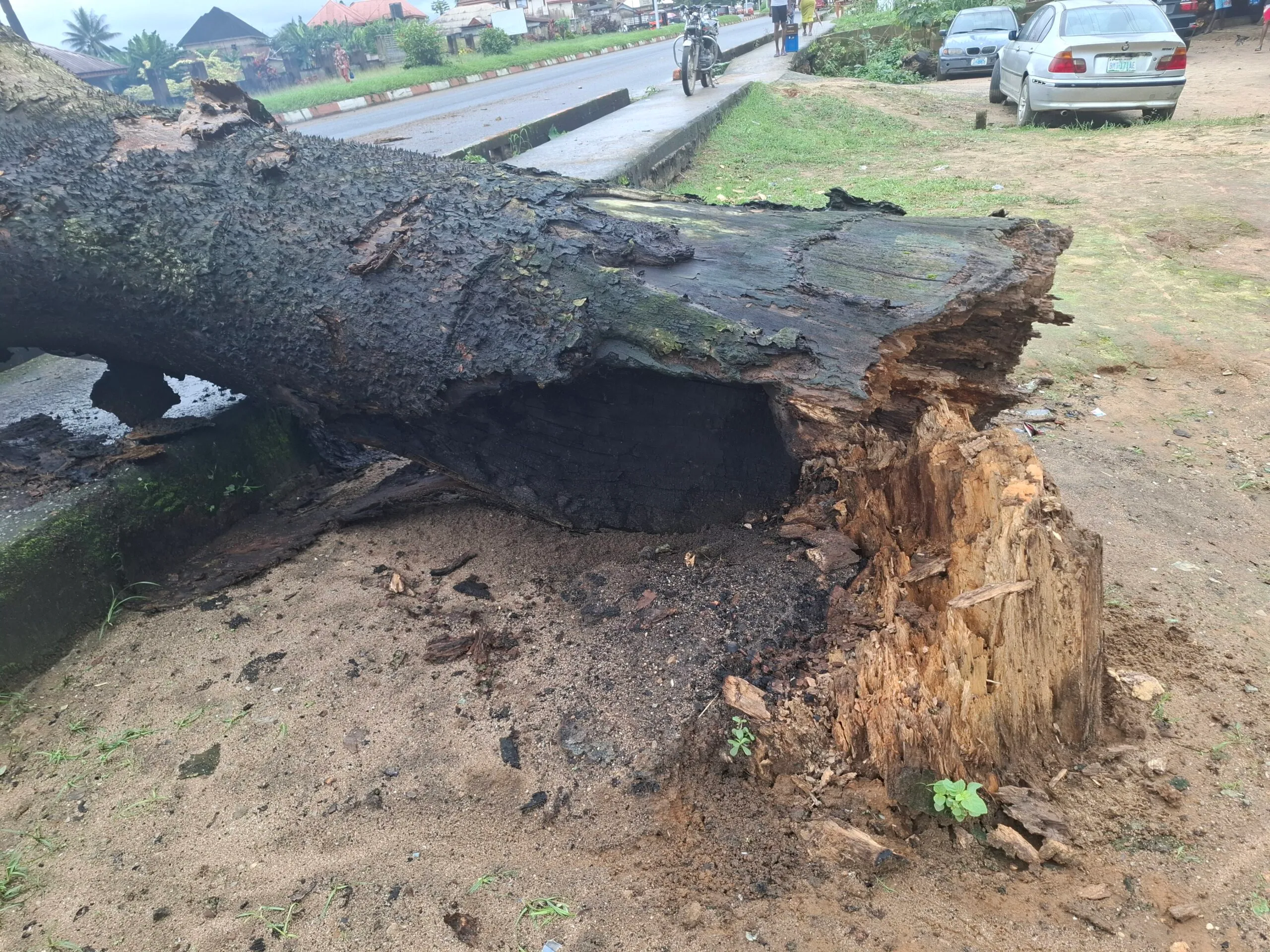 Visible signs of decay around the trunk of the fallen tree