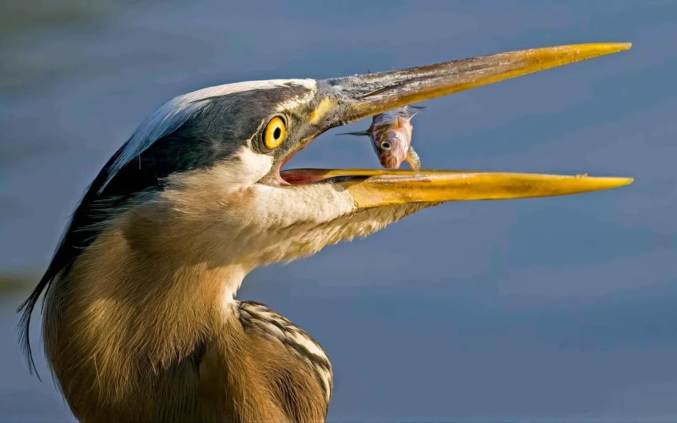 Blue heron with a fish in its beak.