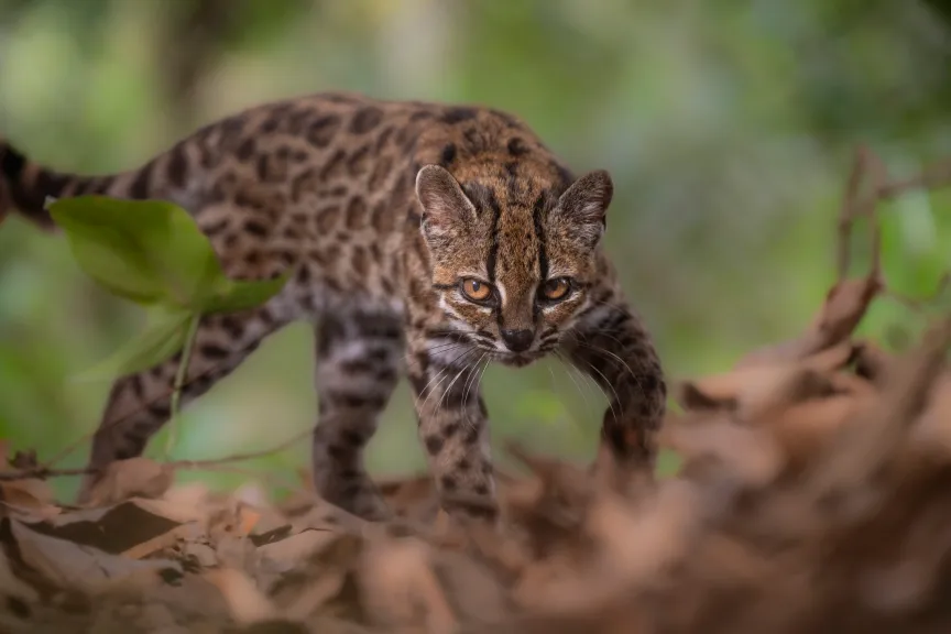 Leopardus tilcayo prowls in a forest.