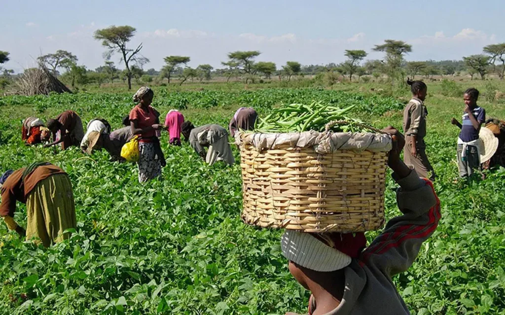 FG Moves to Expand Year-Round Farming, Boost Food Supply