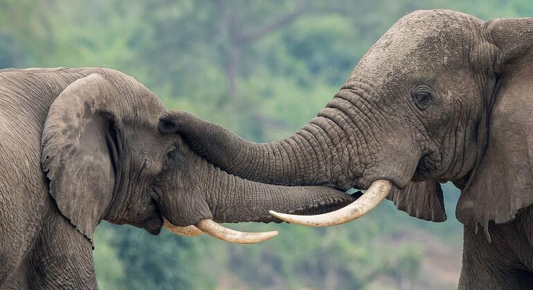 Uganda’s UN-supported wildlife forensics lab turns ivory seizures into convictions