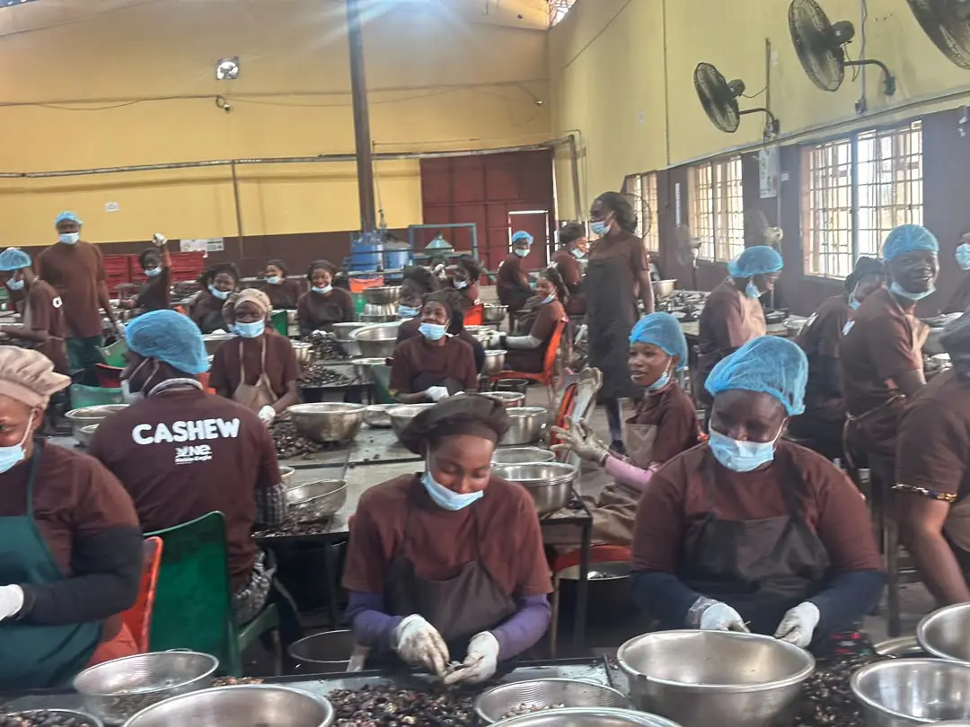 Women sorting out premium cashew nuts at Johnvents group factory (PHOTO CREDIT: Abdulkareem Mojeed)
