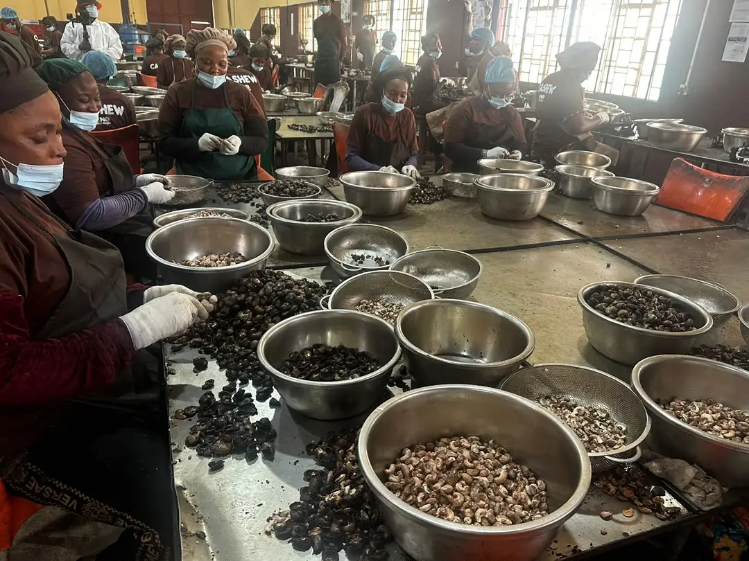 Women sorting out premium cashew nuts at Johnvents group factory (PHOTO CREDIT: Abdulkareem Mojeed)