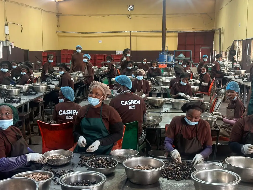Women sorting out premium cashew nuts at Johnvents group factory (PHOTO CREDIT: Abdulkareem Mojeed)