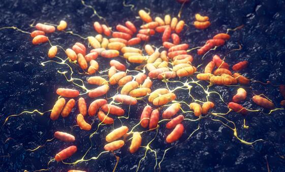 ‘No plague case’ in Siberia, Russia tells WHO as assessments continue